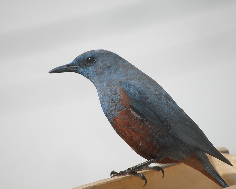 冬の野鳥観察会 カワセミ通信