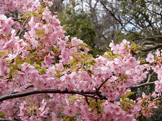 22かわず桜.jpg