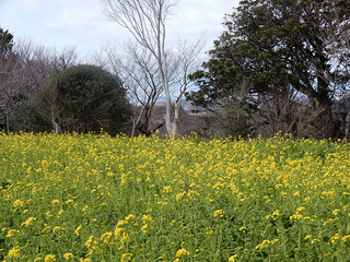 25とおくに江ノ島.jpg