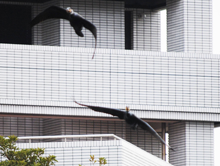8カワウの帰宅.jpg