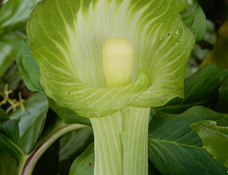 mamushigusa.jpg